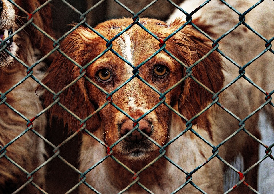image Protest over dog poisoning