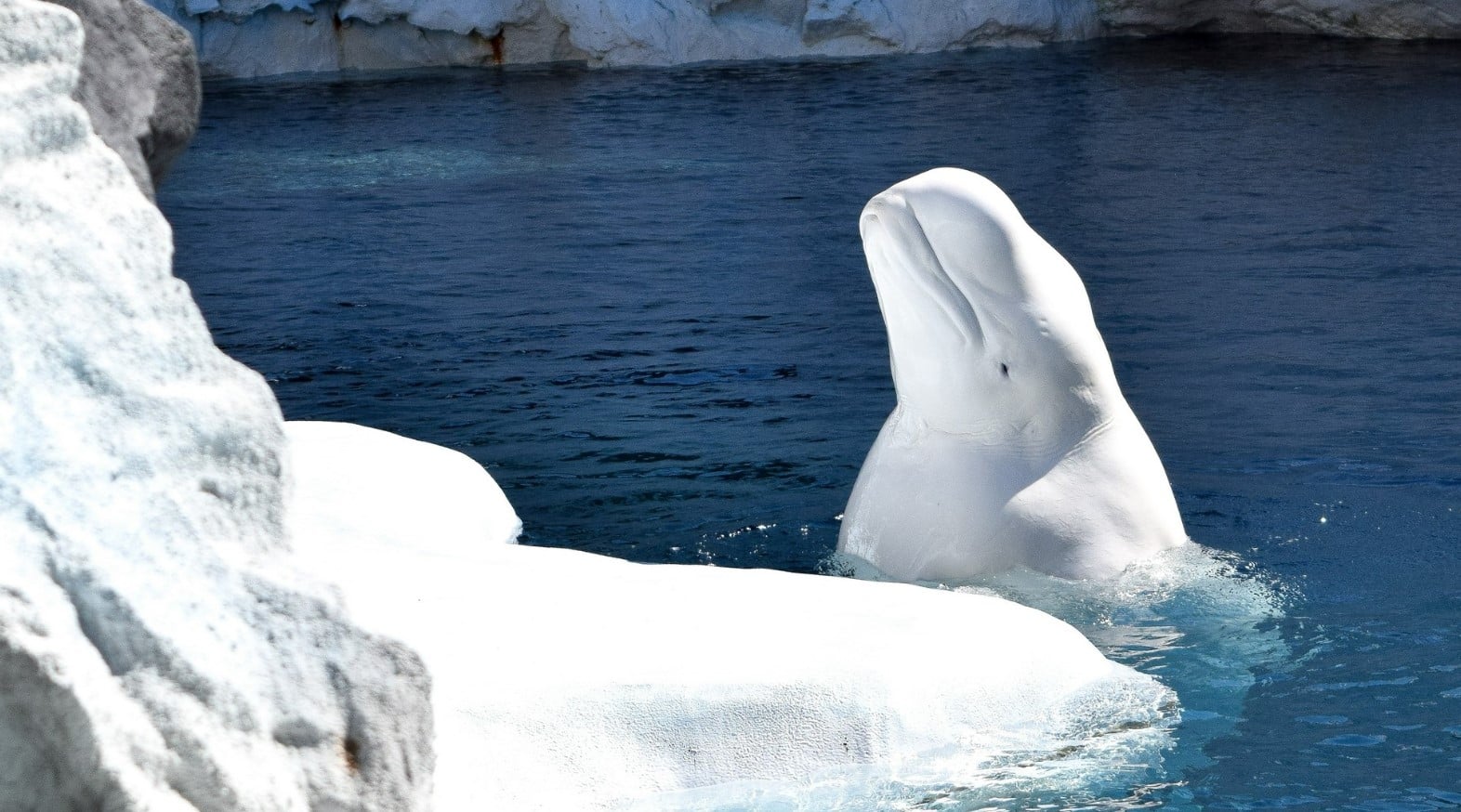 image Cloistered Arctic whales face a bigger climate threat than polar bears