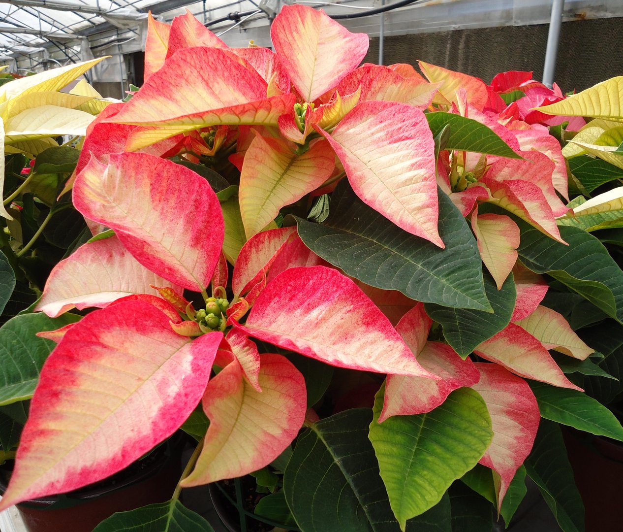 image Poinsettia season is upon us