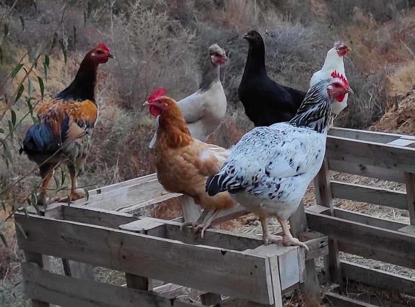 image 132 chickens killed in dog attack