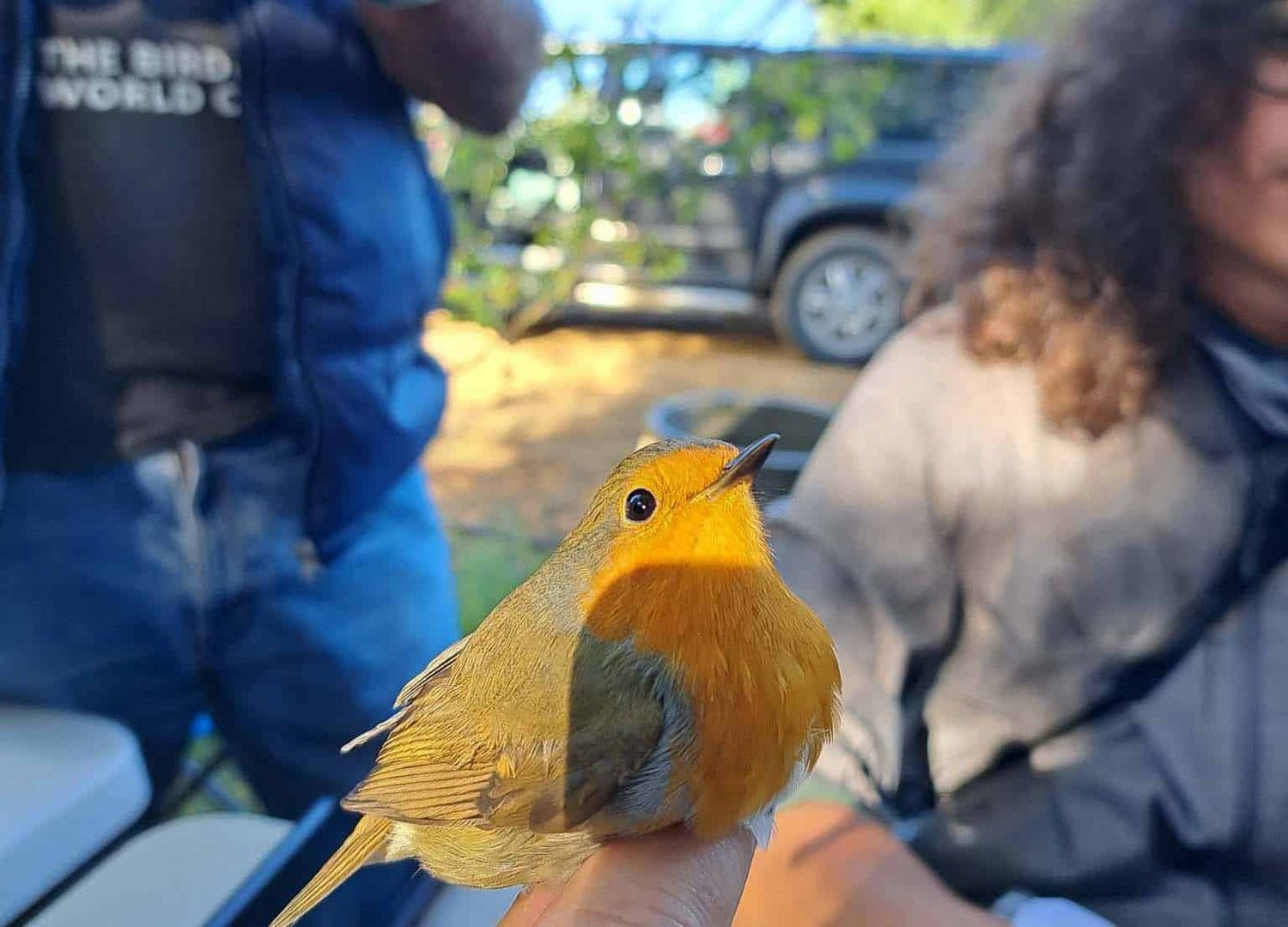 image BirdLife gains ‘Safe Haven’ for birds