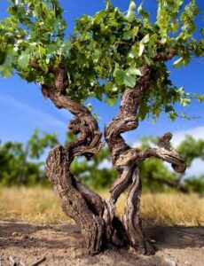 st halletts old block vineyard