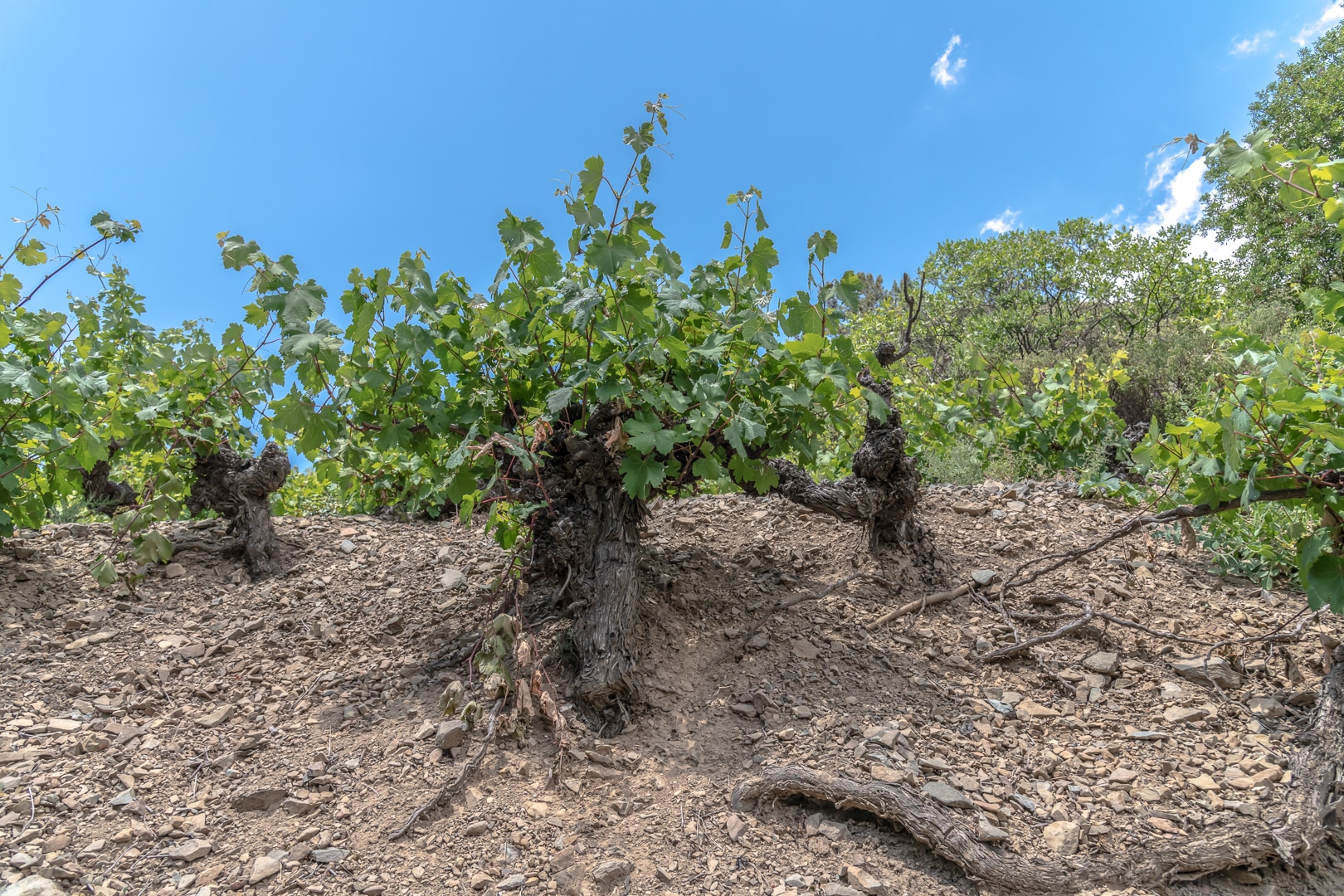 image Ancient vines, extraordinary wines