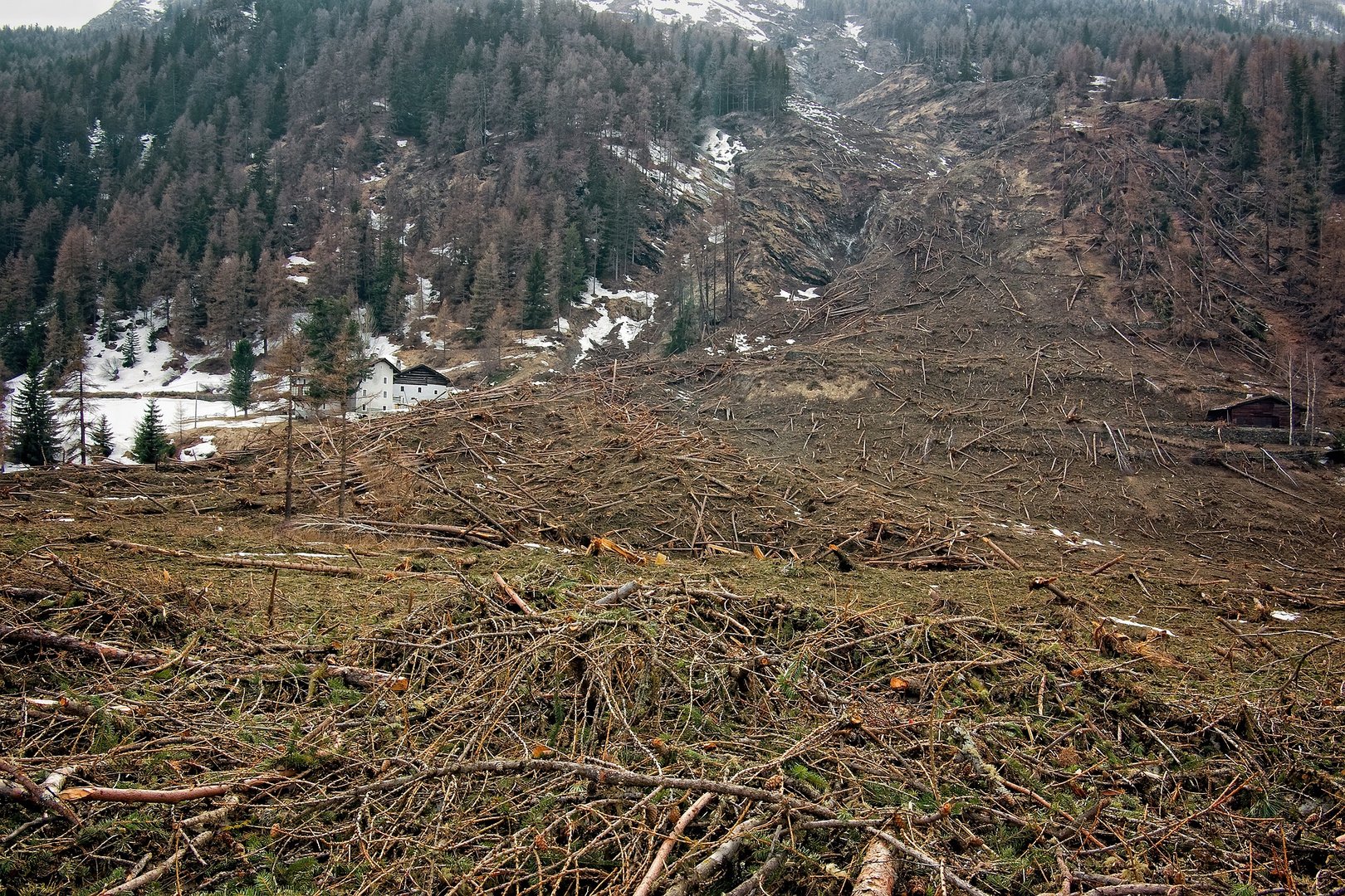 image EU agrees law preventing import of goods linked to deforestation