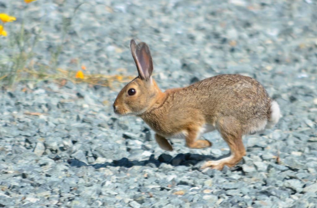 rabbit web