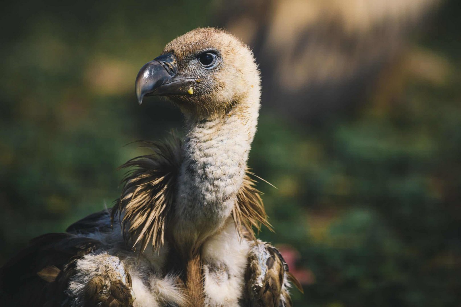 a rare griffon vulture