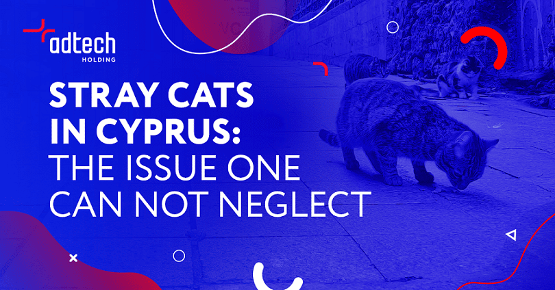 image Stray cats in Cyprus: the issue one cannot neglect