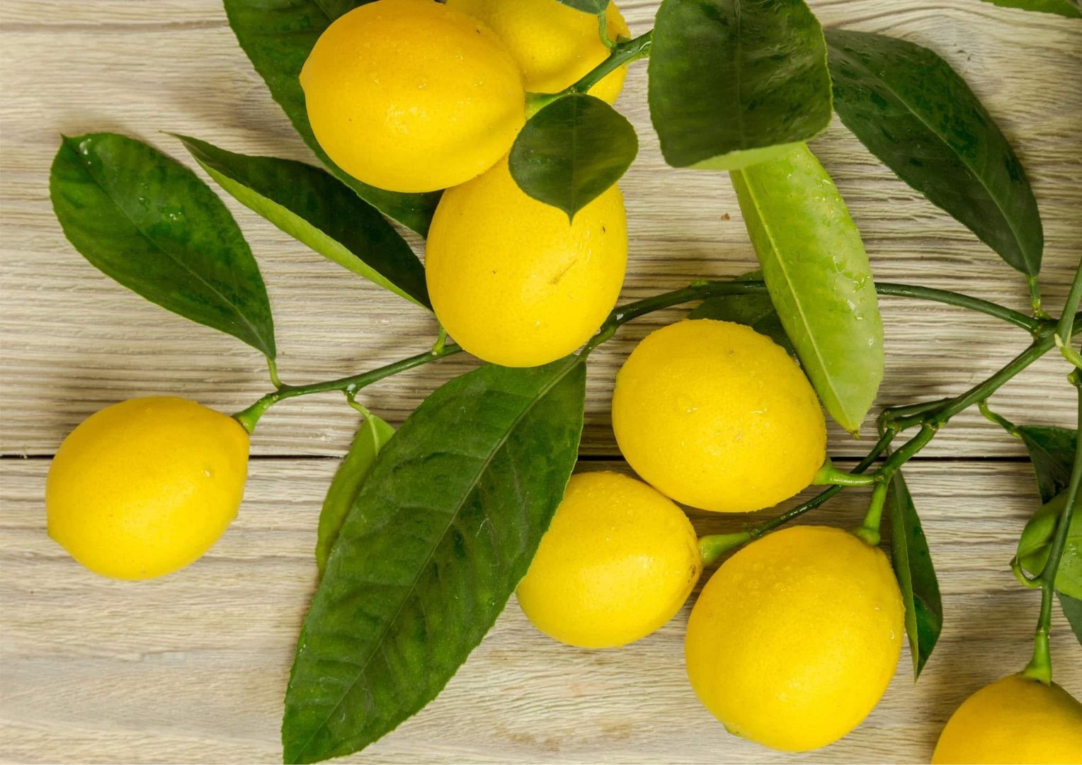 image Cabinet approves aid for citrus, cow farmers