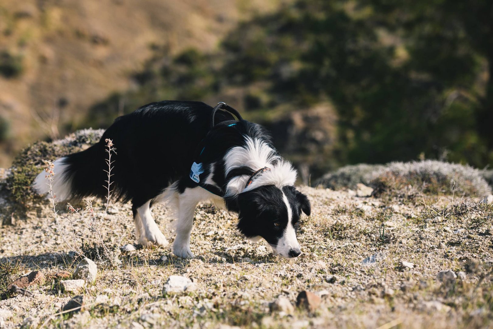 dixie follows the scent