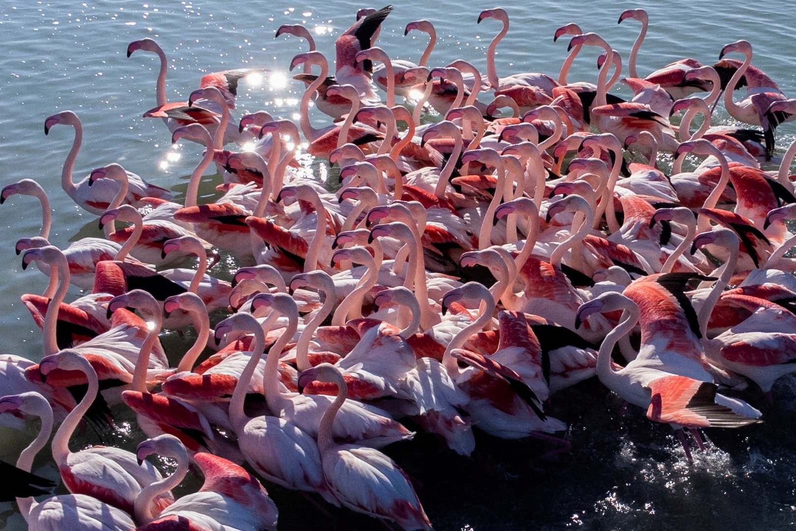 image Environmentalists protest airport project near Albanian bird sanctuary