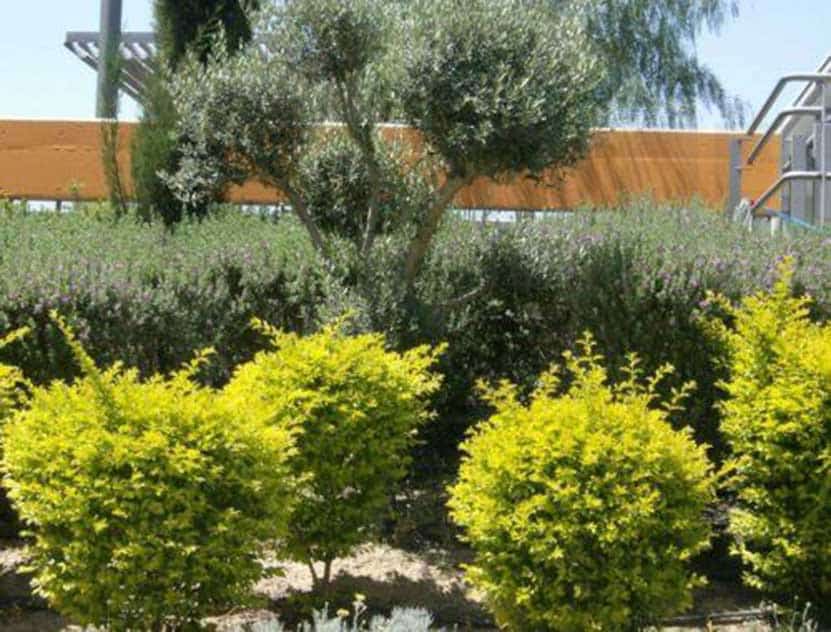 image Man dies tragically while pruning