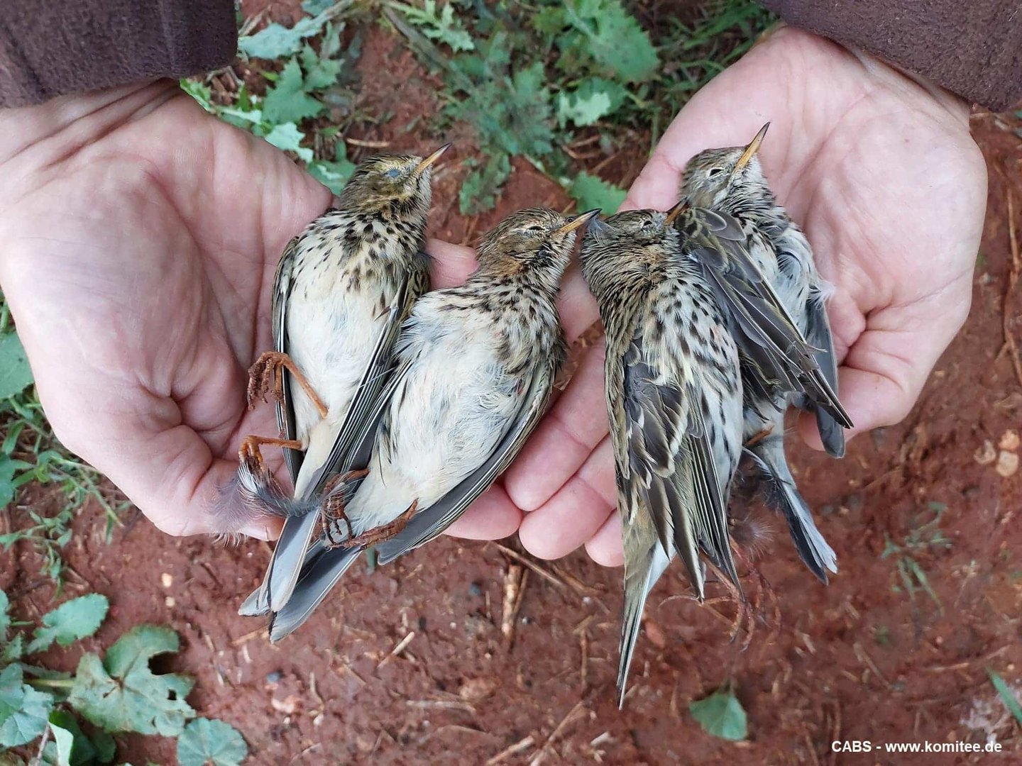 image CABS helped arrest 105 poachers