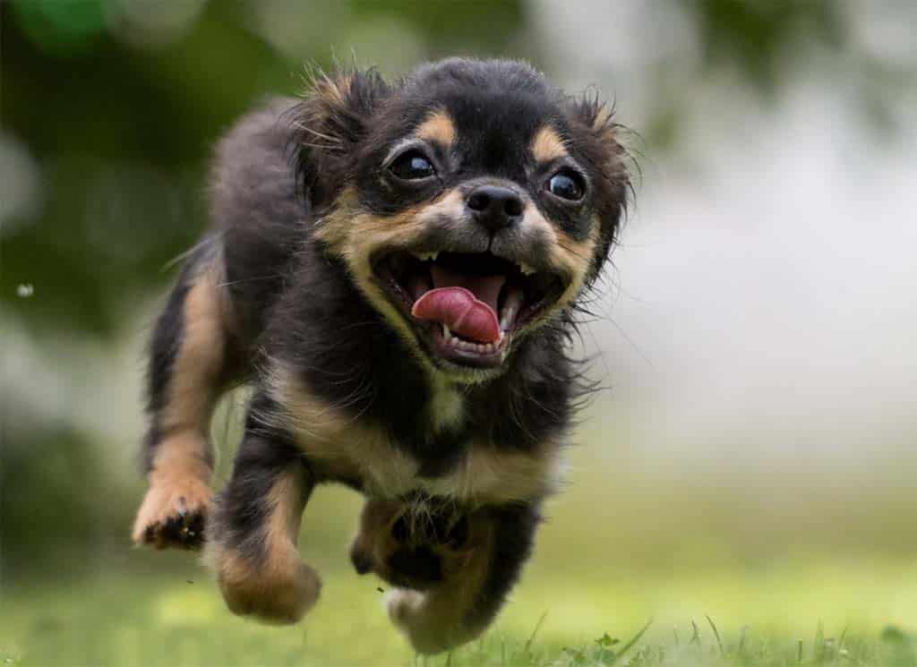 image Strovolos municipality to open dog park aimed at smaller pets