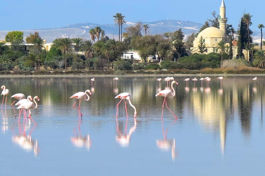image Larnaca’s feathered visitors