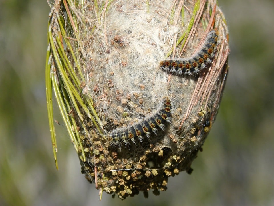 feature caterpillars the caterpillars construct the nest by spinning a thick layer of silk