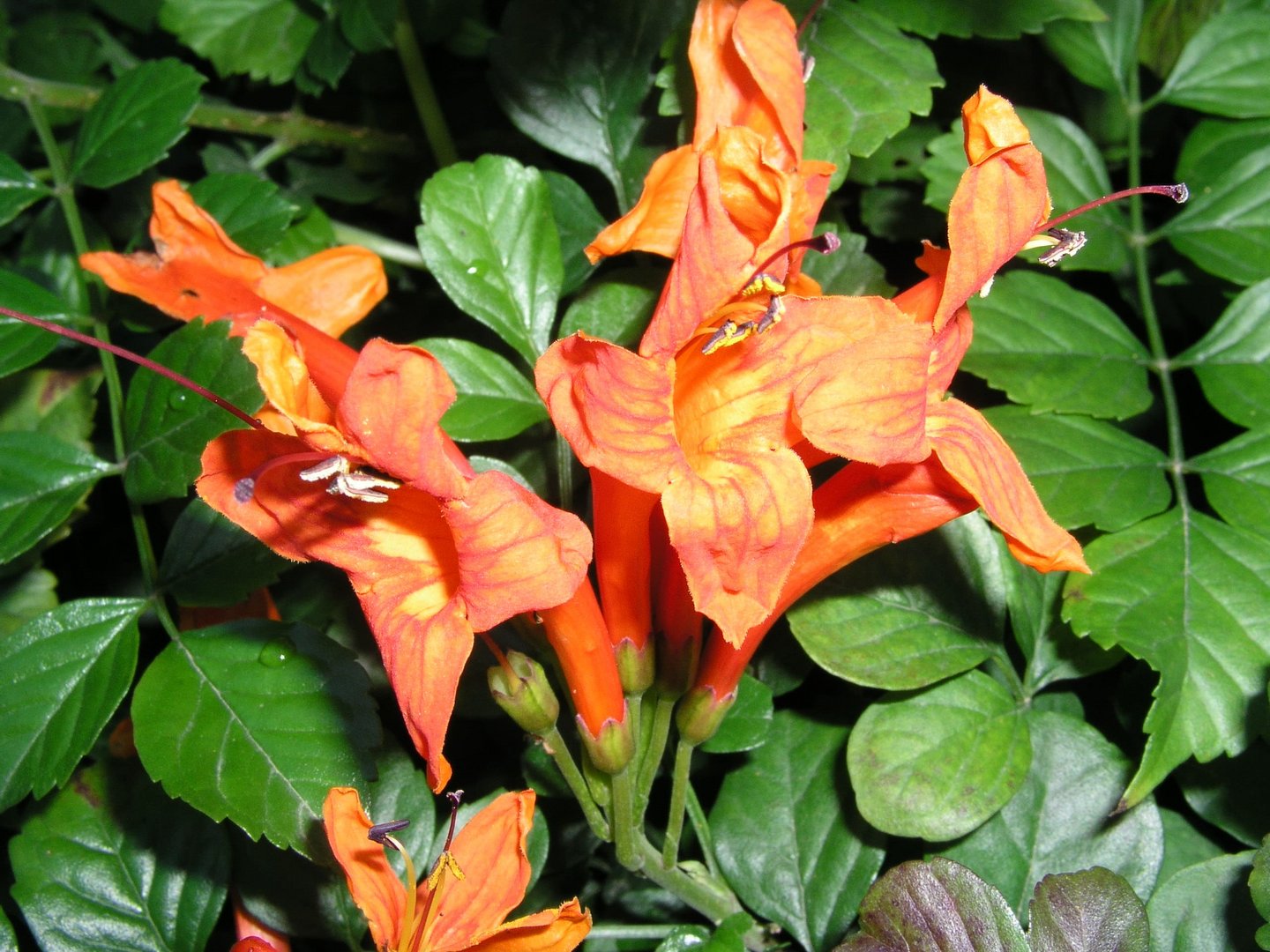image Choose your plants carefully