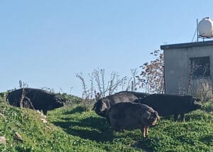feature nick the massive hogs can roam freely in istinjon (nick theodoulou)