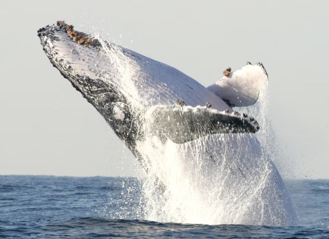 image For whales, study shows gigantism is in the genes