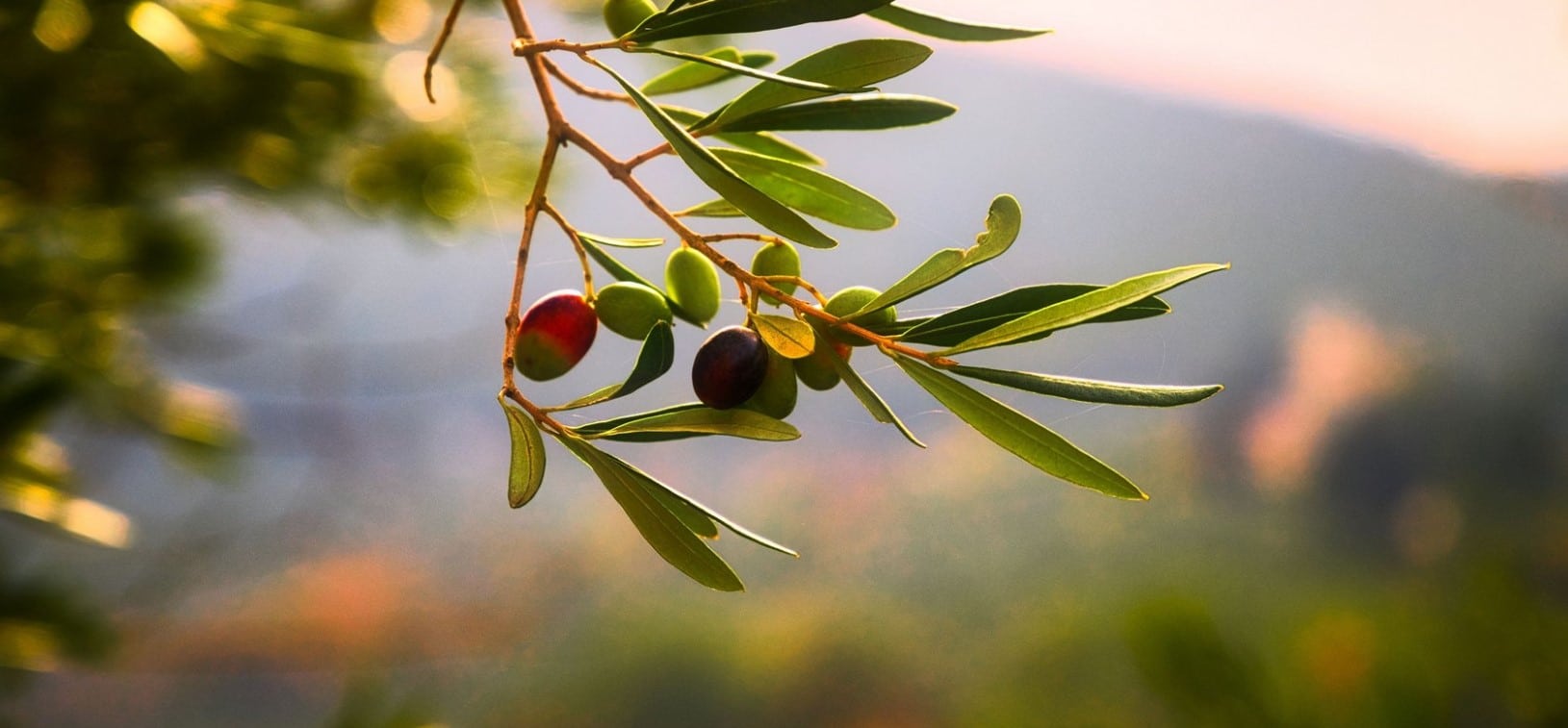 image Olive production generates €15 million says minister