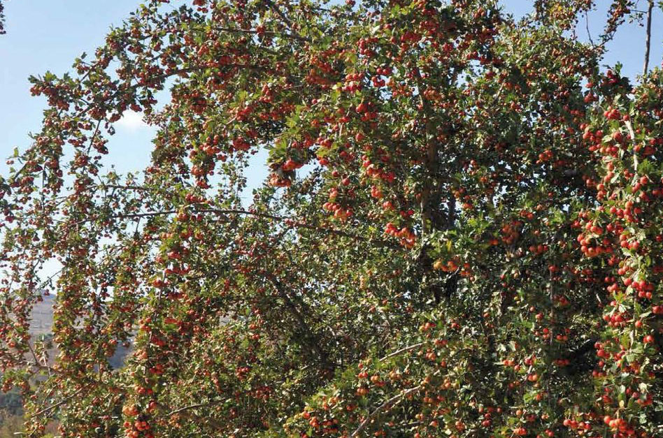 image Hawthorn named tree of the year