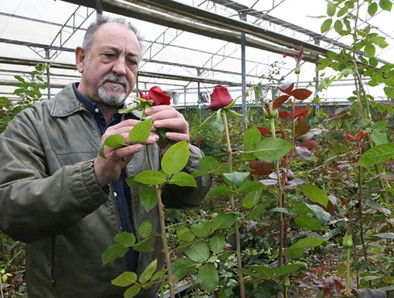 image Life for flower grower is no bed of roses