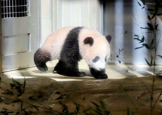 image Tears and photos as Japan sends giant panda &#8216;home&#8217; to China