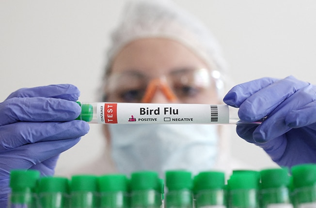 image US suffers first severe human case of bird flu; California declares emergency