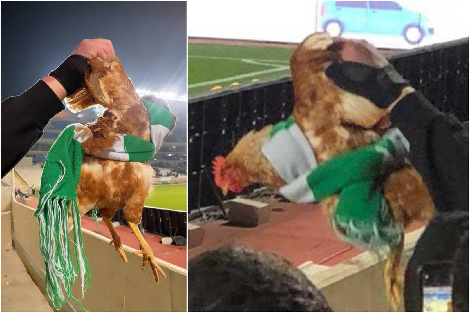 image Animal abuse claim filed after chicken spotted tied and held by wings at football match
