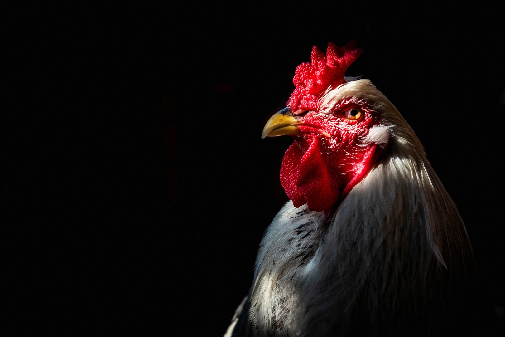 image Why public health officials are not panicked about bird flu