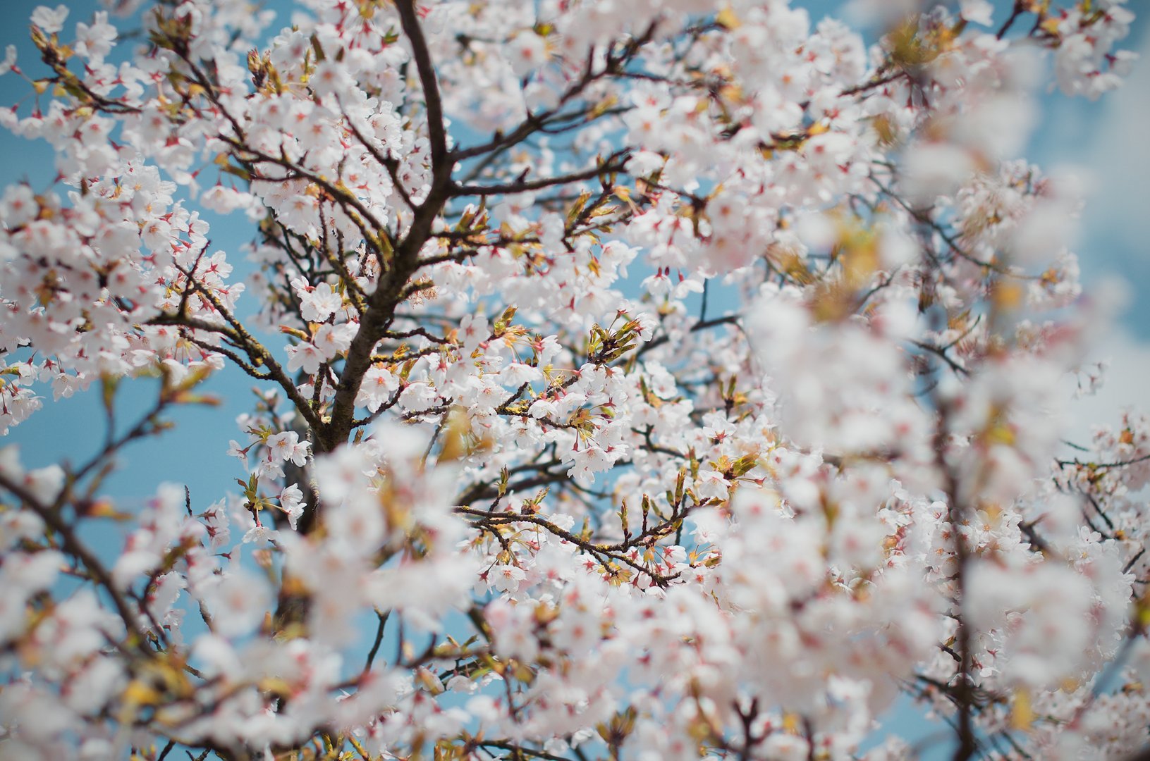 image Village to welcome Spring with almond blossom festival