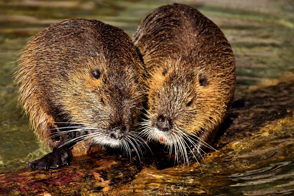 image Earth has lost one-fifth of its wetlands since 1700 – but most could still be saved
