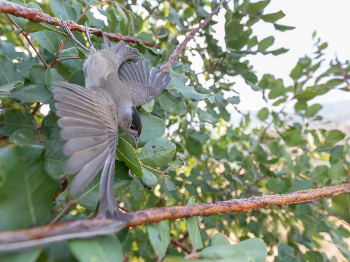 image Bird trapping with nets falls by almost a half