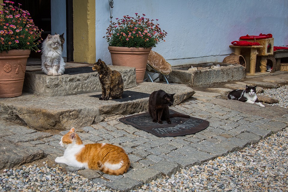 image Cats and dogs among Cyprus’ invasive species