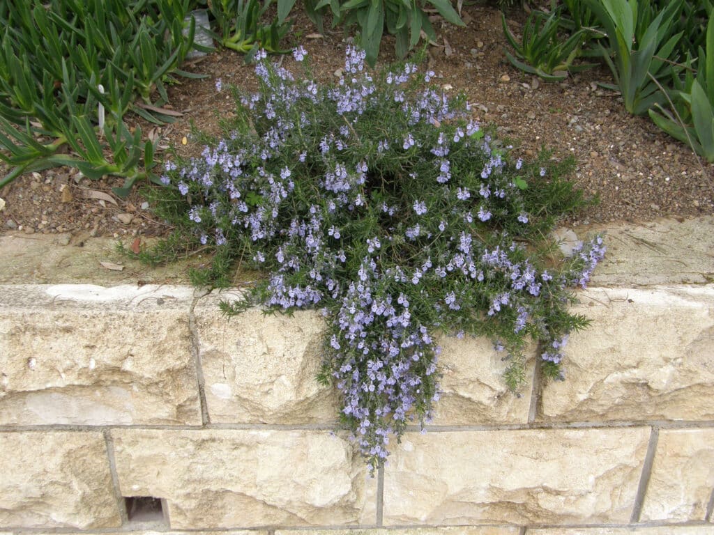 Prostrate Rosemary