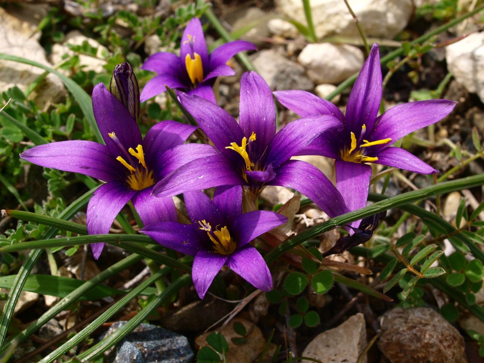 image Cyprus: a unique collection of flowers