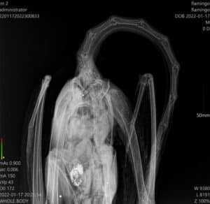 pellets in flamingo