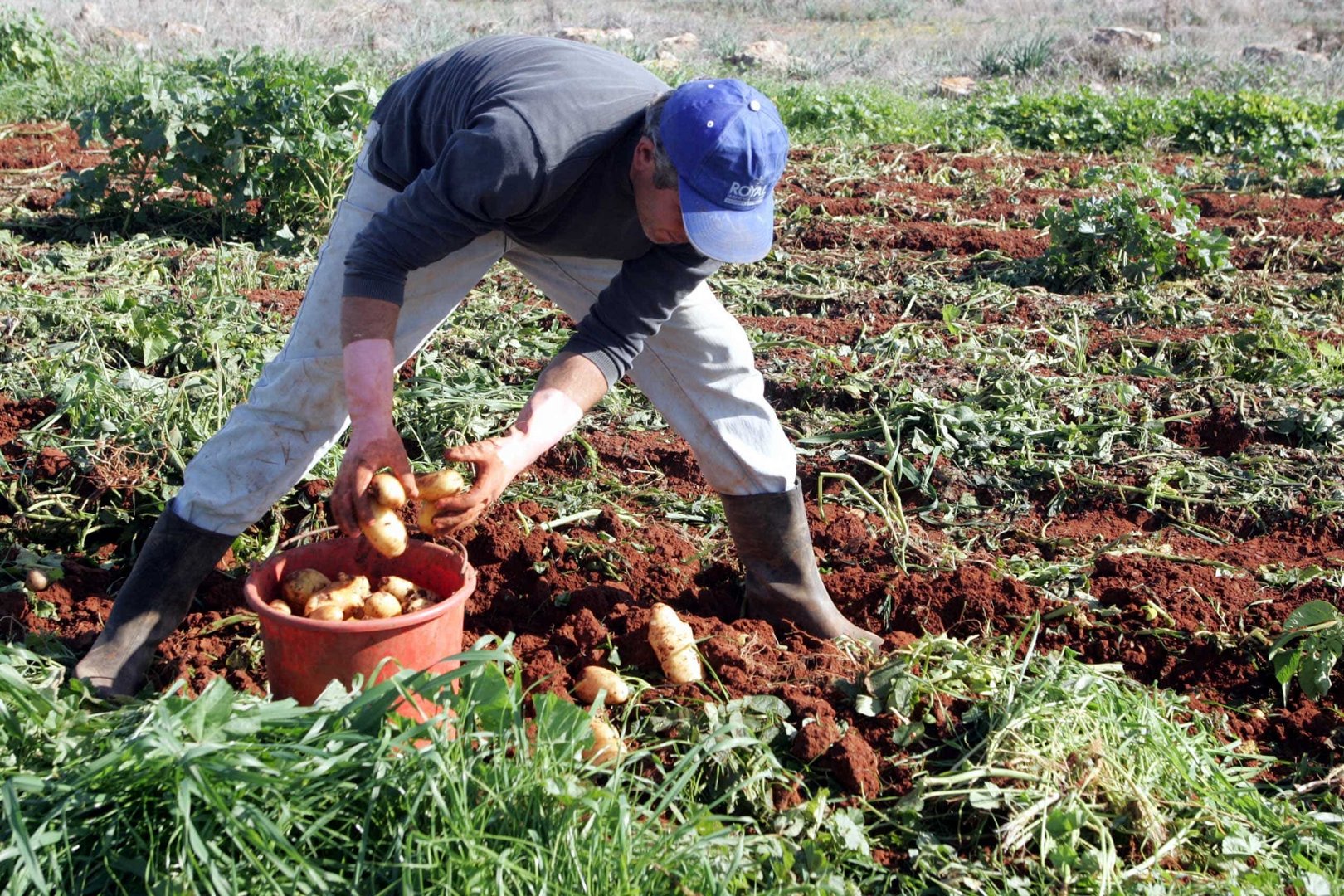image Potato producers promise presidential palace protest
