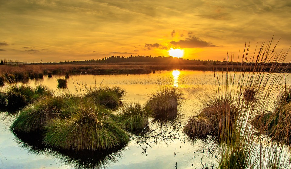 wetlands