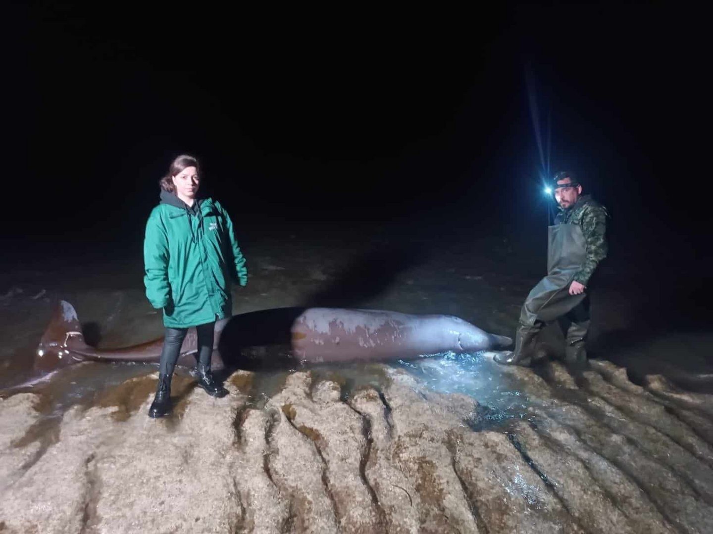 image Unprecedented number of whales found beached in Paphos