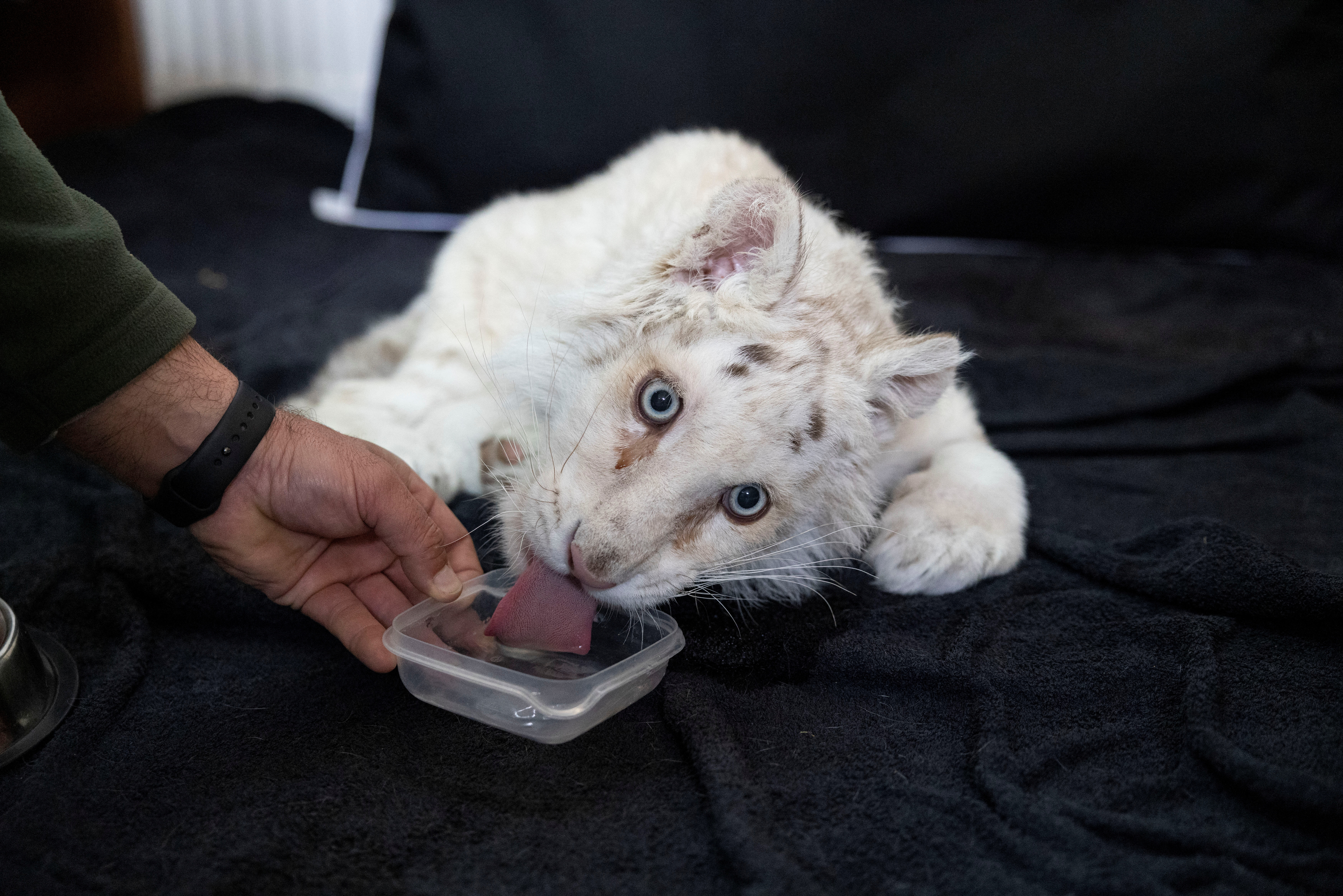 image Athens zoo fights to save tiger cub found in garbage
