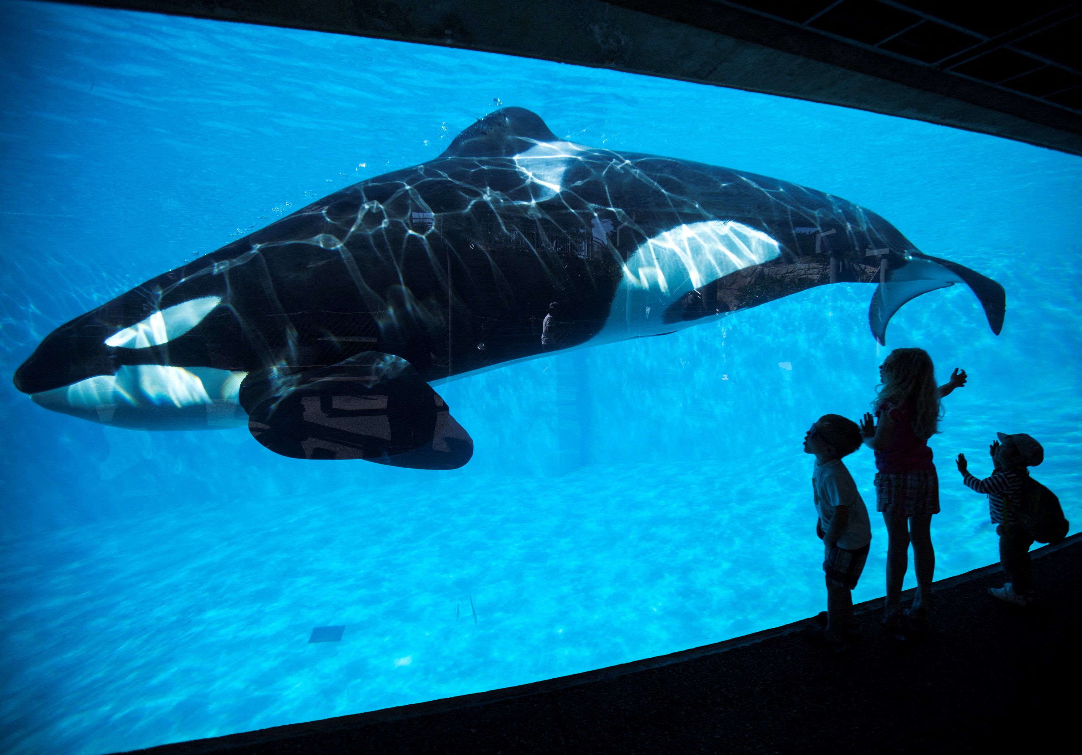 image Florida aquarium to release orca after more than 50 years in captivity