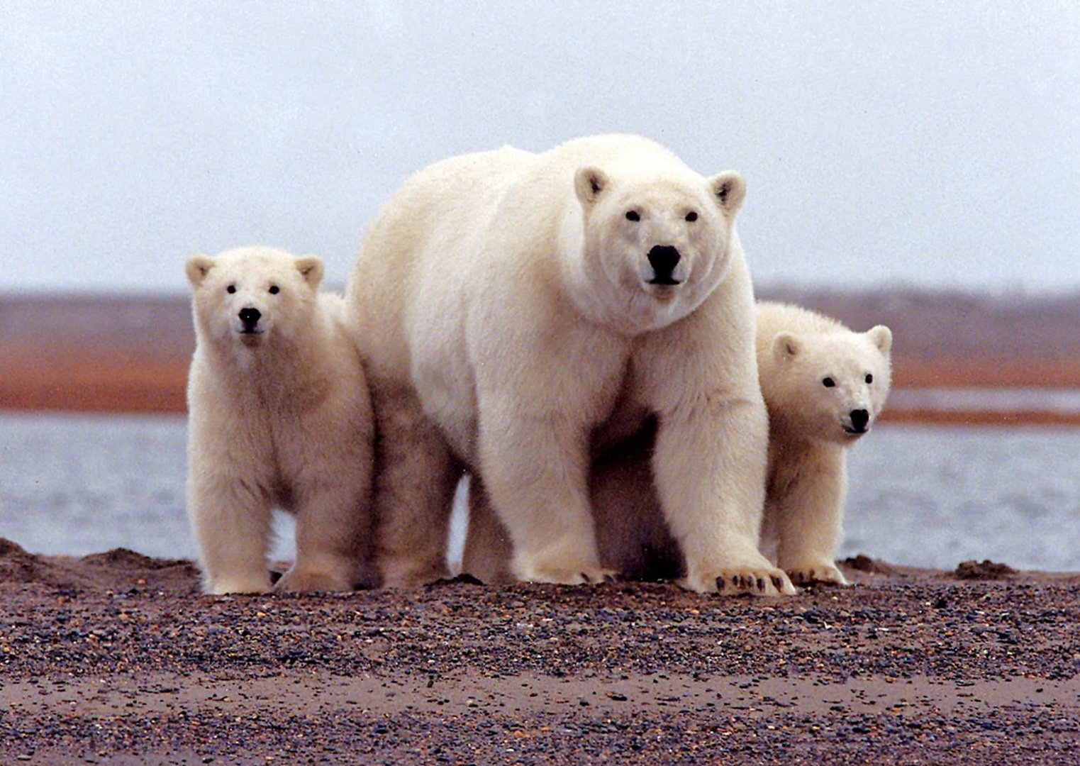 image Biden administration approves massive Willow oil project in Alaska