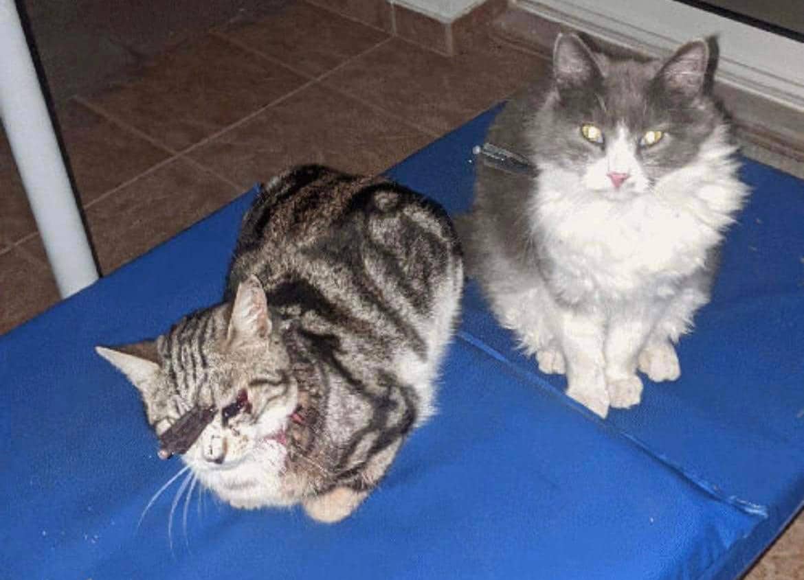 image Animal Party calls for action as cats shot with illegal weapon