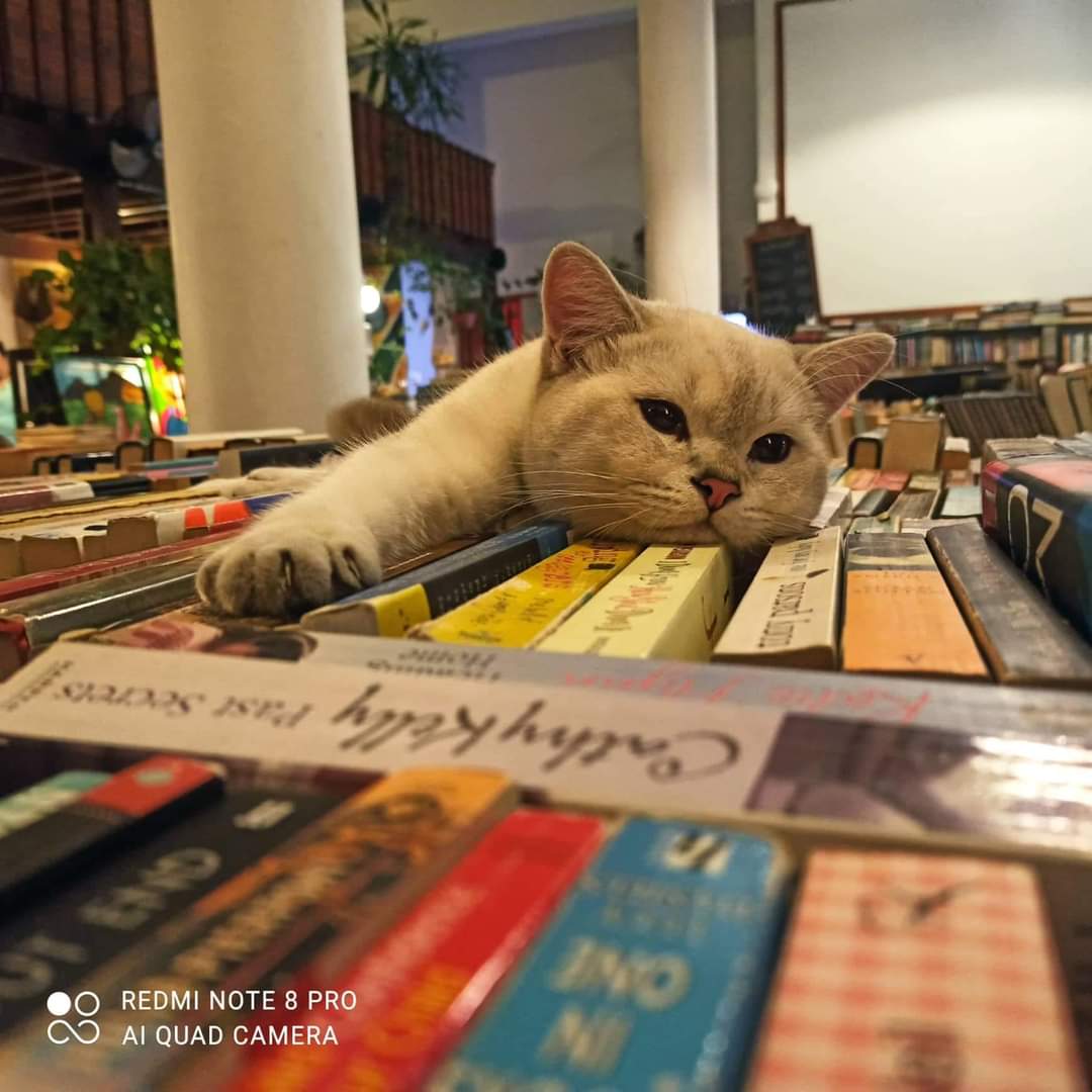 image Book bazaar funds for stray animals more urgent than ever