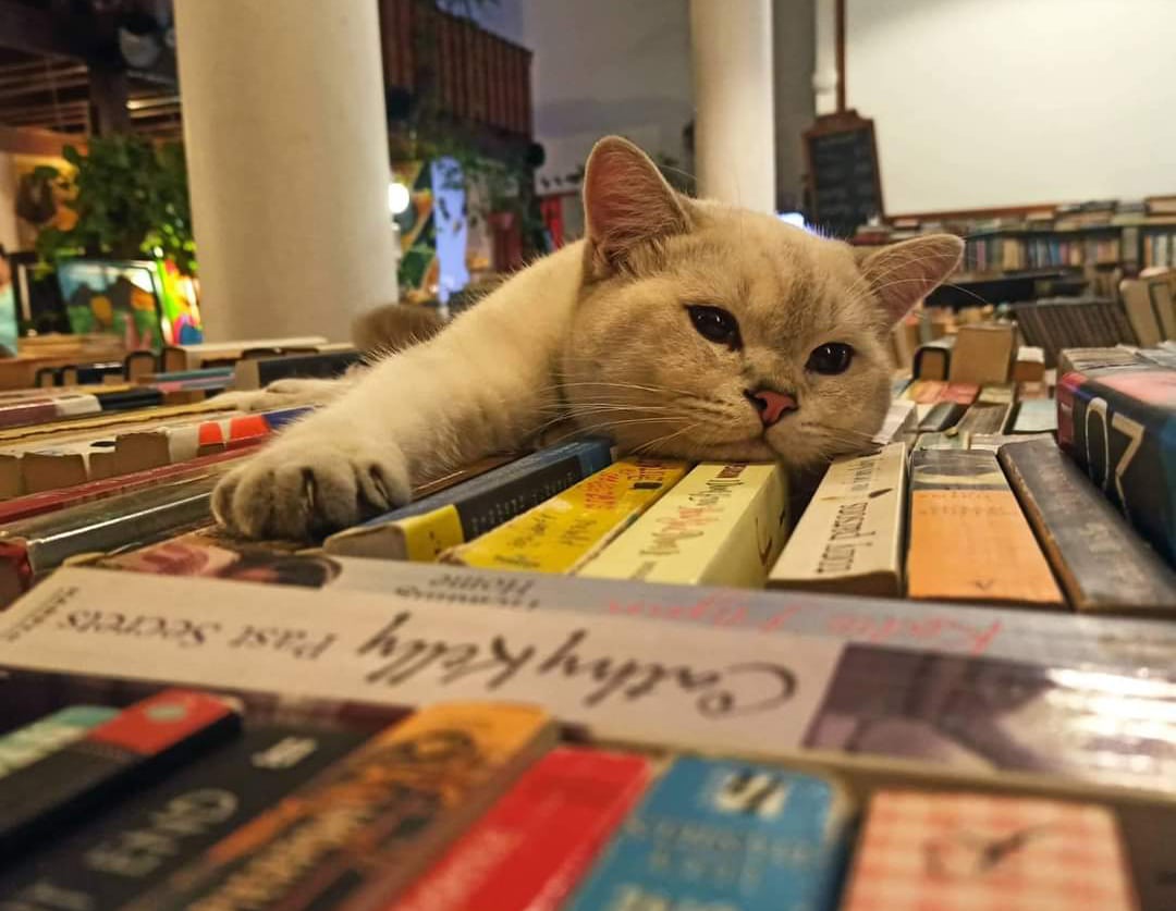 image Buy a book, save a stray