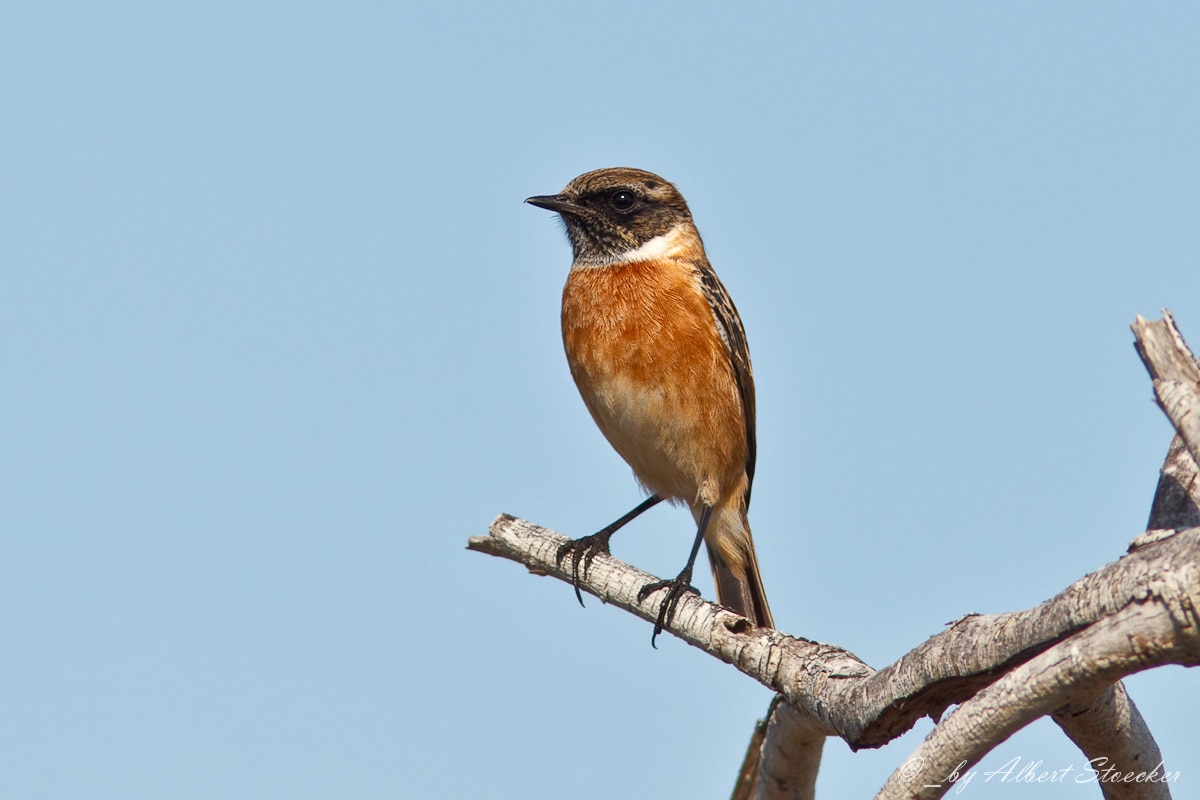 stonechat a. stoecker