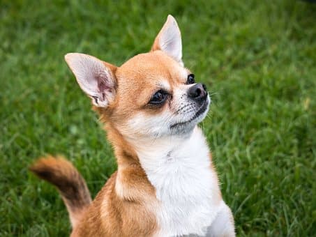 image Chihuahua injured after attack with caustic substance (Update 2)