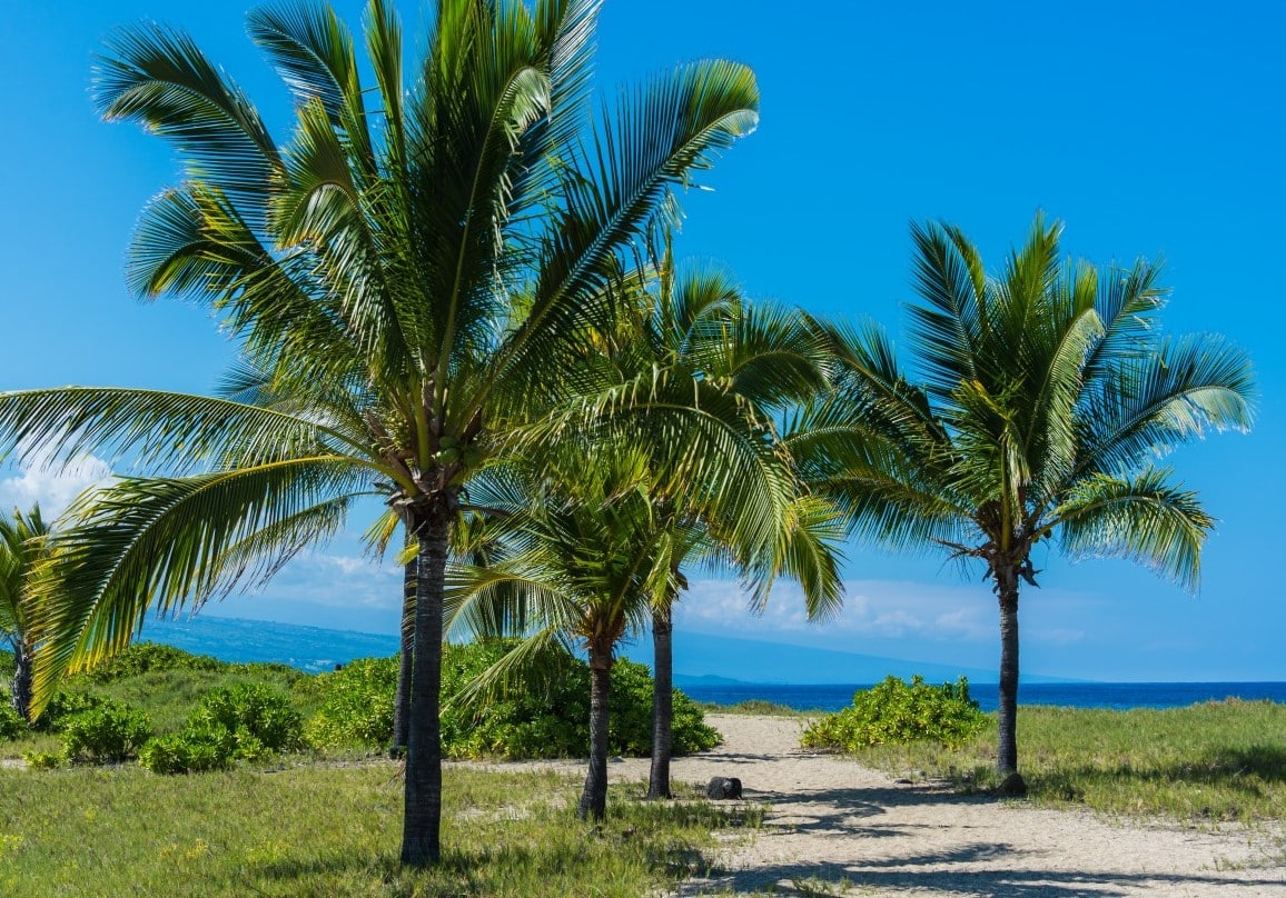 clear sky weather tourism palm trees 2
