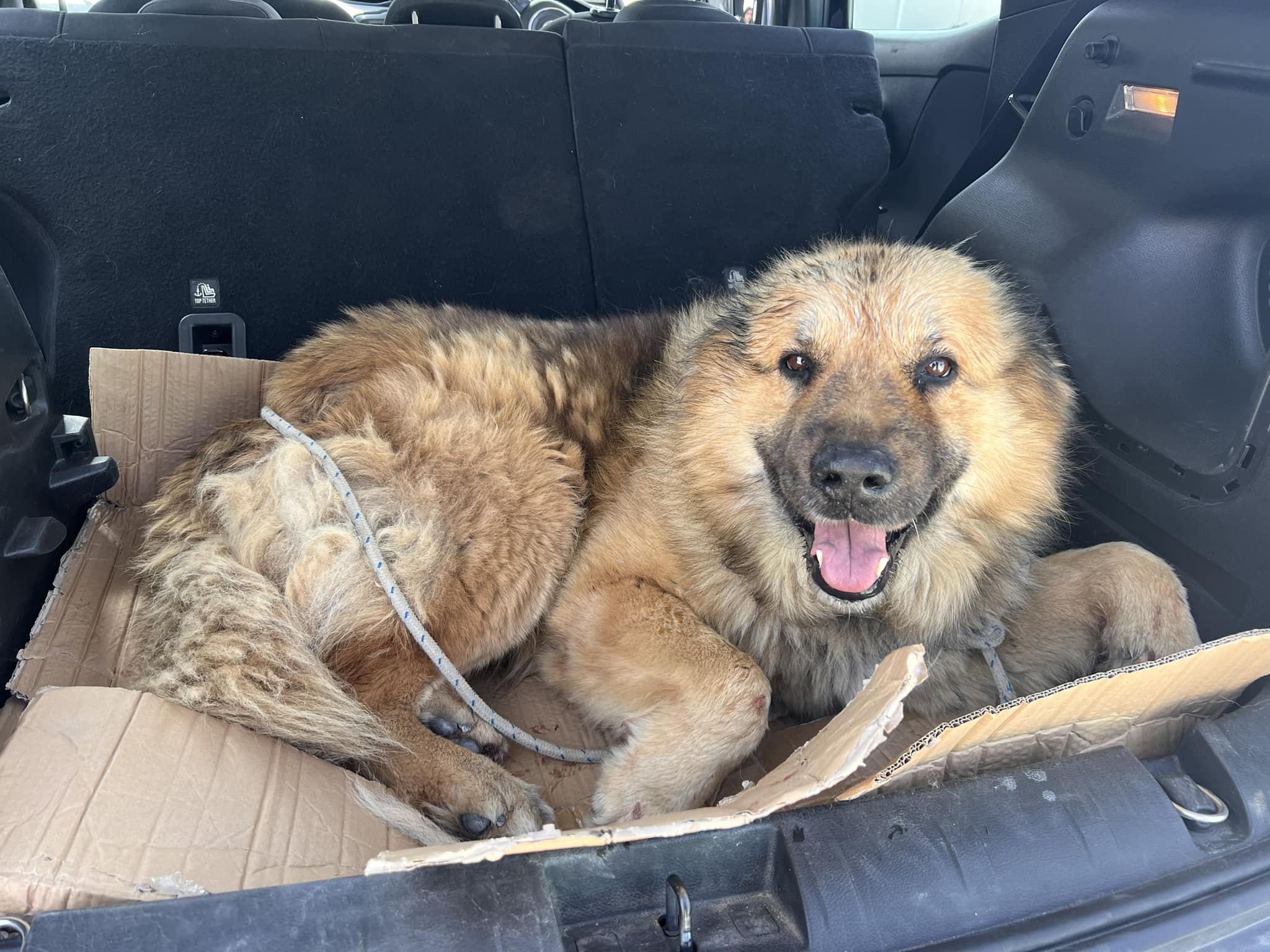 image Police question man who dragged dog behind vehicle