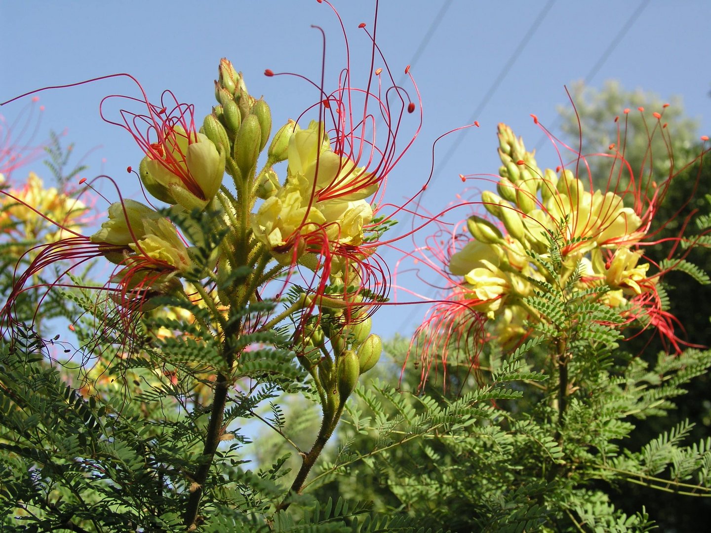 image Cyprus delights in springtime